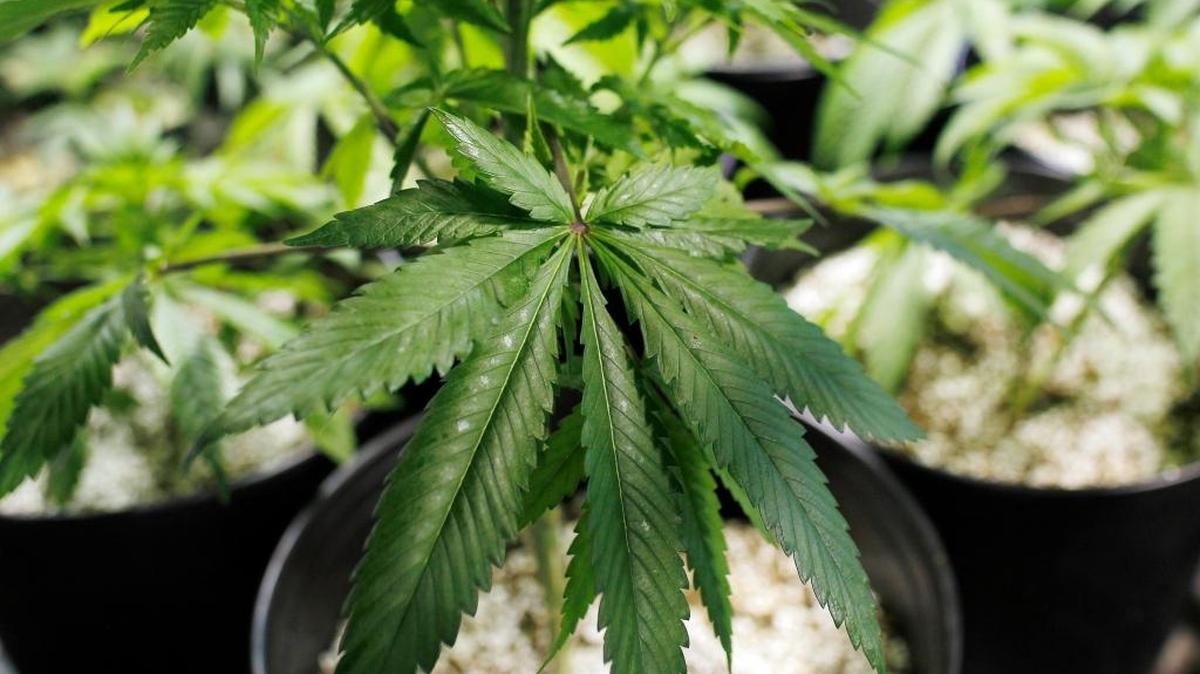 Hialeah police raided a marijuana grow house Aug. 21, 2017.