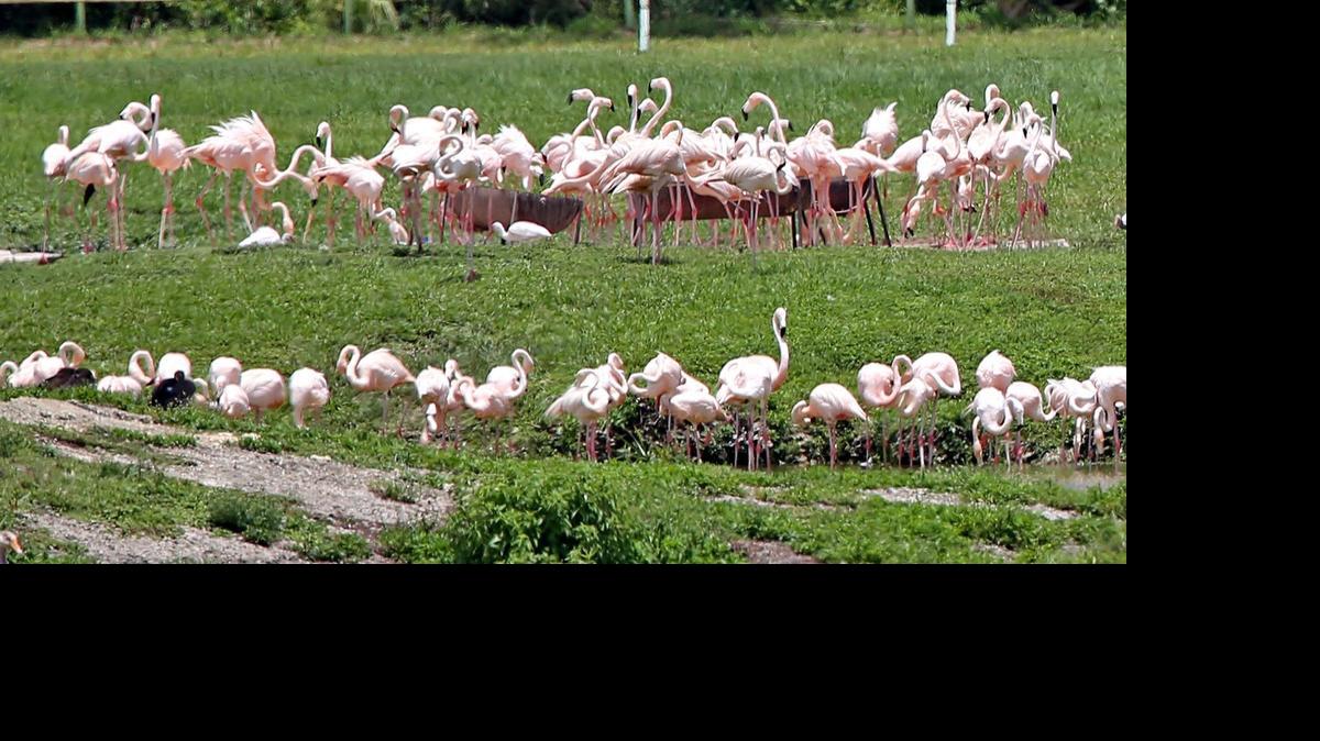 
Flamingos huddle together as they feed at Hialeah Race Track, Friday, July 3, 2015. Wildlife authorities are investigating after dozens of flamingo chicks went missing from Hialeah Park racetrack.


