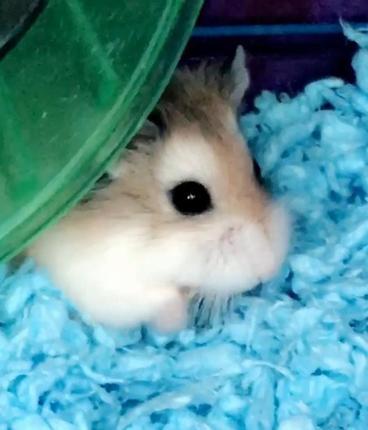 Pebbles the hamster was flushed down an airport toilet after Spirit Airlines refused to allow her on a flight to Fort Lauderdale in November.