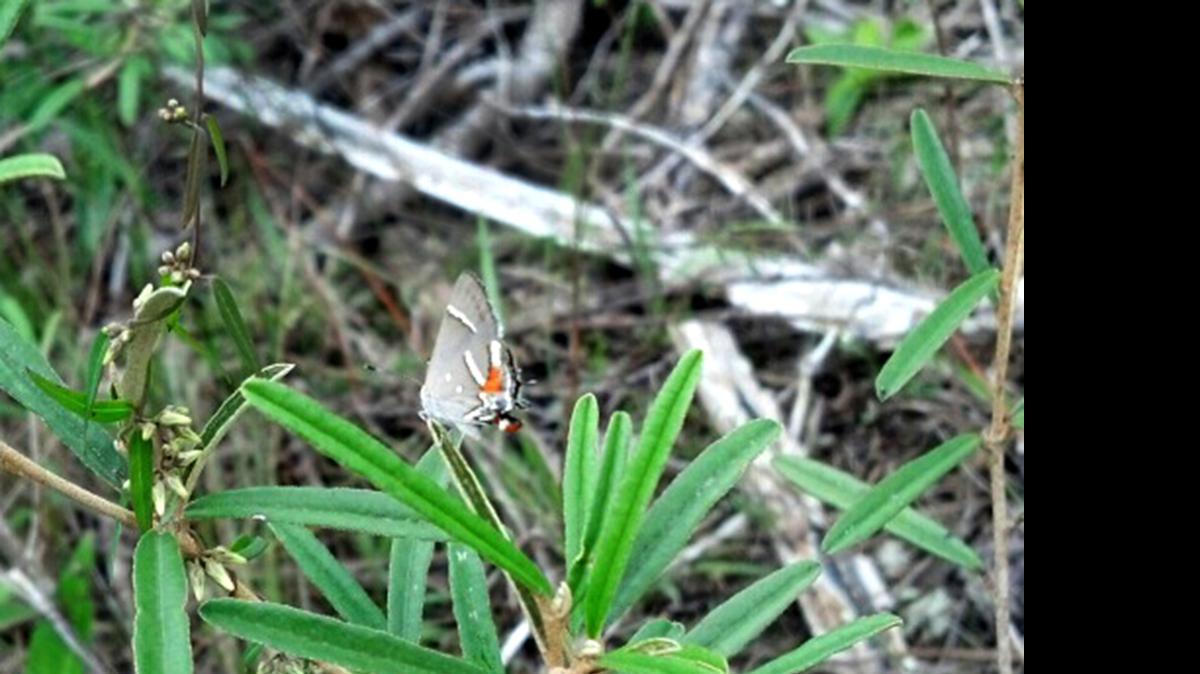 
In June, this endangered Bartram’s hairstreak butterfly was photographed on land where Ram Realty Services plans to build a Walmart-anchored shopping center and apartments.
