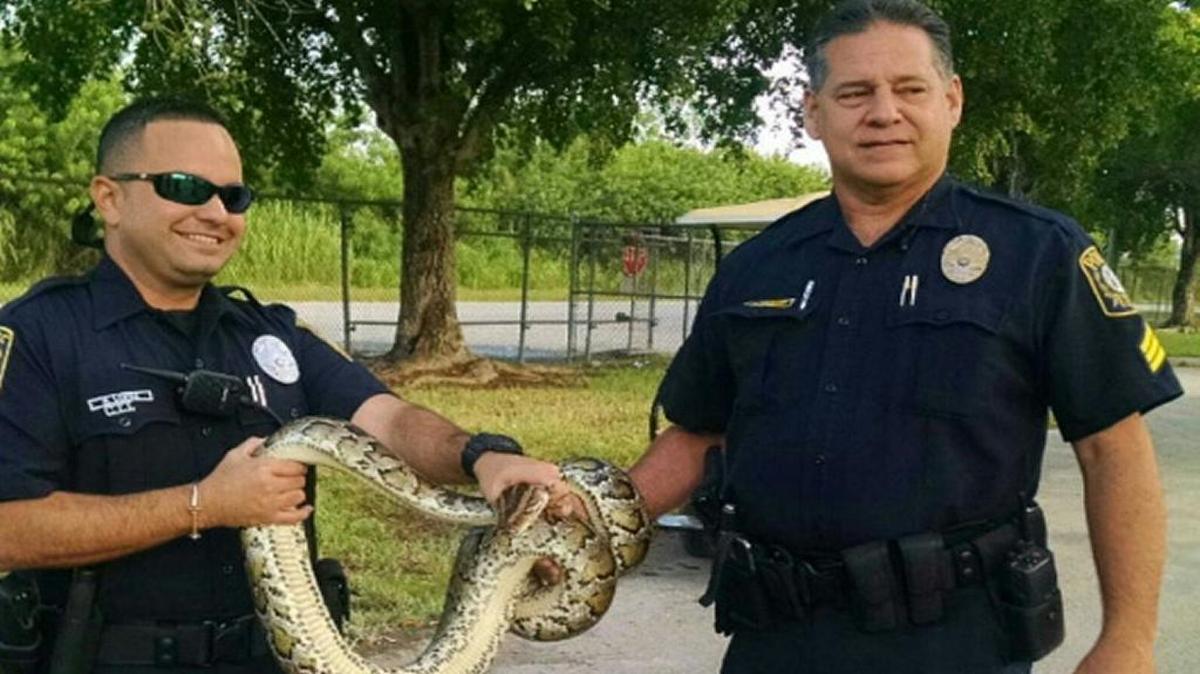 Miami-Dade Schools Police helped capture a python outside Homestead Senior High.