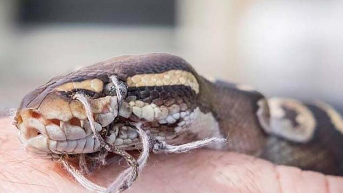 Miami-Dade Fire Rescue Lt. Scott Mullin rescued a Ball python with its mouth sewn shut from a South Miami-Dade yard Sunday.