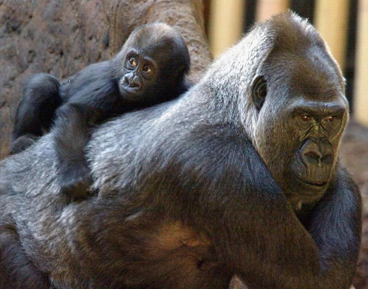 Josephine gives baby Johari a ride on her back in Zoo Miami in 2002. Josephine died in January 2017 at age 49.