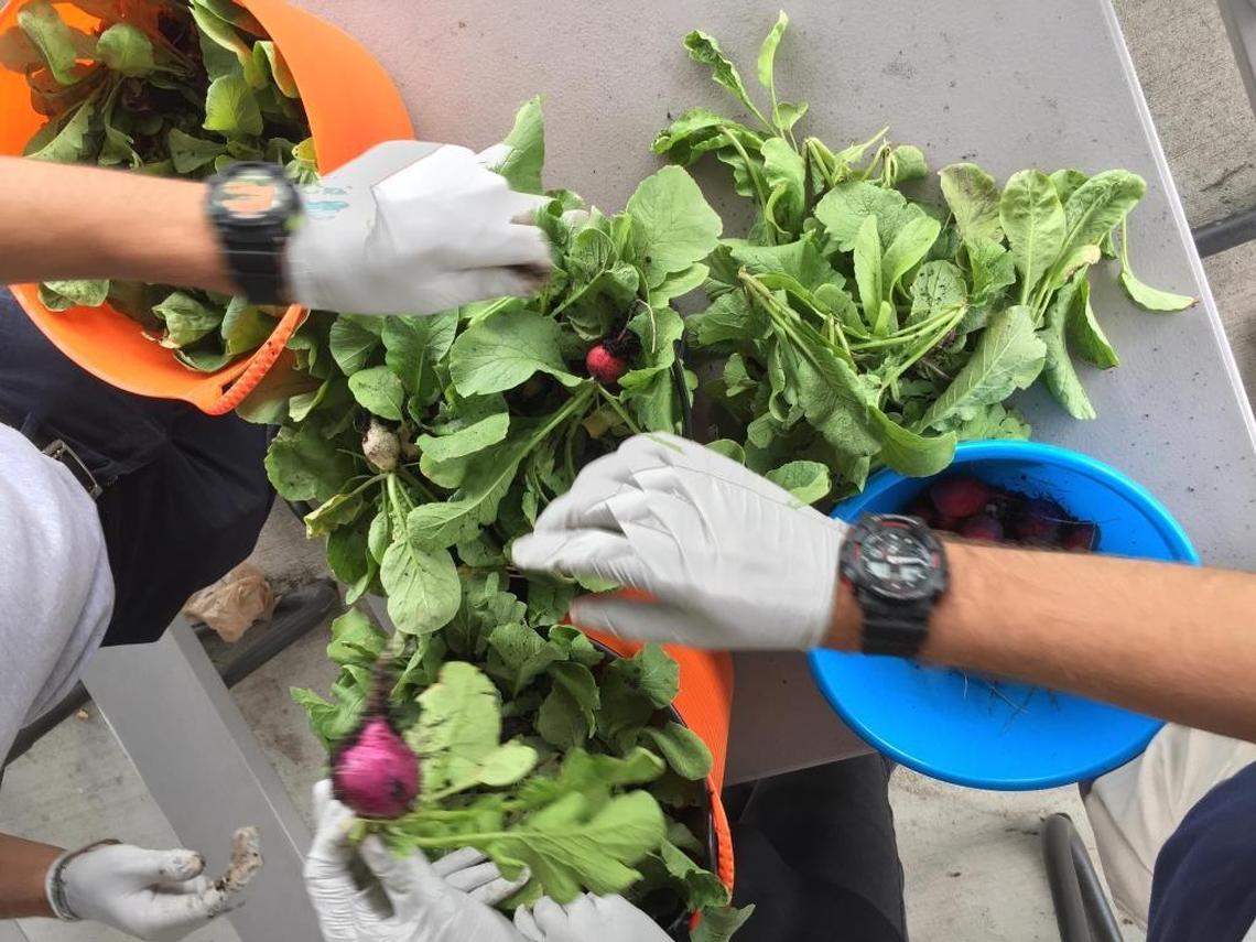 Volunteers gather radishes from Homestead Hospital’s garden.