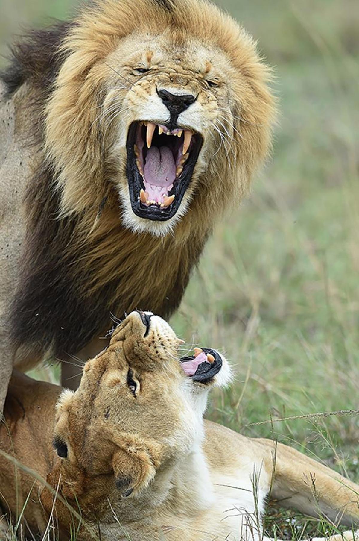 Zoo Miami ambassador Ron Magill will use a photo he took in 2017 of lions mating in the Serengeti during his “Sex & the Animals” presentation on Feb. 3, 2018.