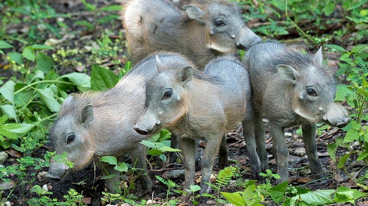 Four warthog piglets born June 20, 2017, made their public debut alongside their parents Tuesday at Zoo Miami.