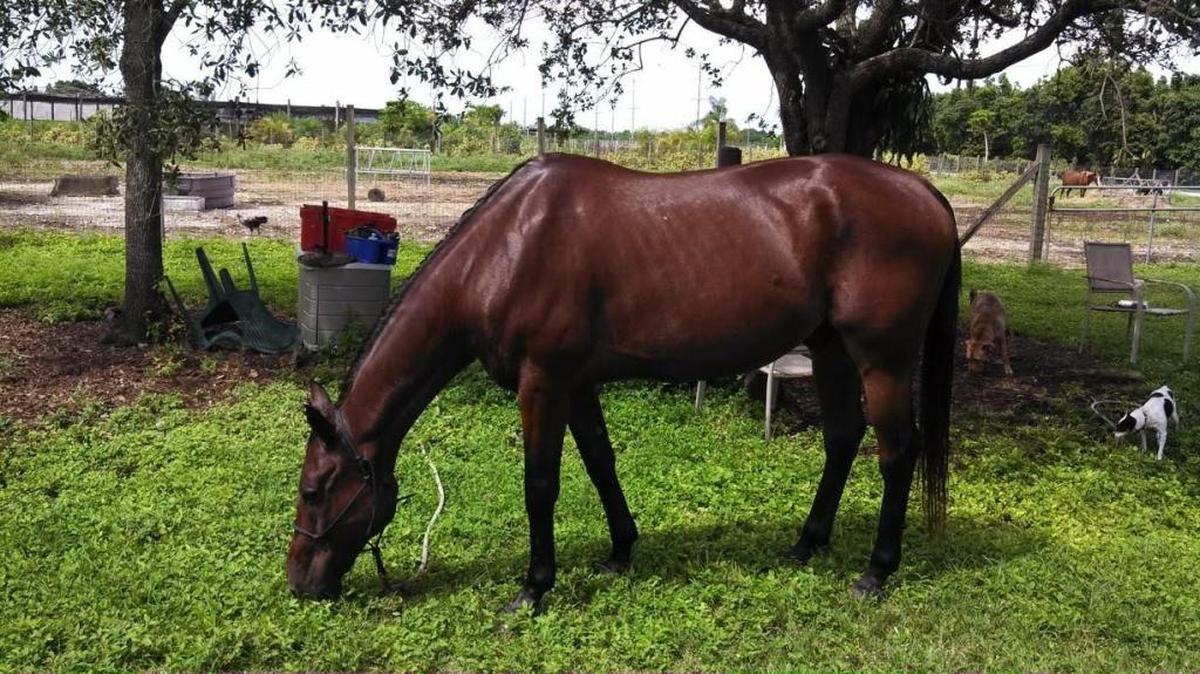 Thunder, a 23-year-old horse, was stolen over the weekend from its Homestead owner.