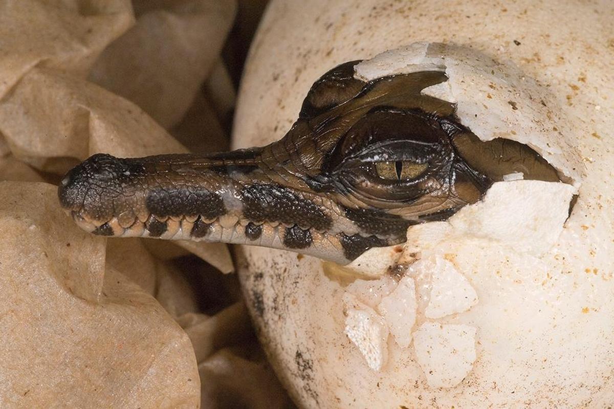 A false gavial, a rare type of crocodile from Indonesia and Malaysia, hatched on Sept. 1 at Zoo Miami.