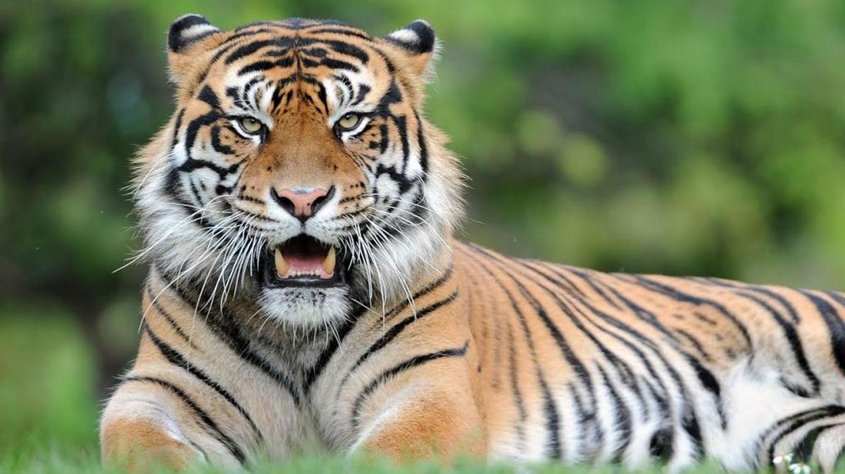 Berani, an 8-year-old Sumatran tiger, accidentally bit the tip of a zookeeper’s finger off when she fed it meat.