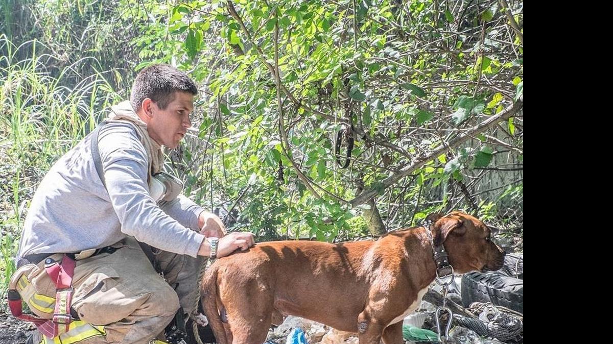 
Miami-Dade firefighter Jerrid Lundstedt helps rescue a dog that was chained to a tree as workers battled a grass fire in Goulds on Sunday, May 3, 2015.
