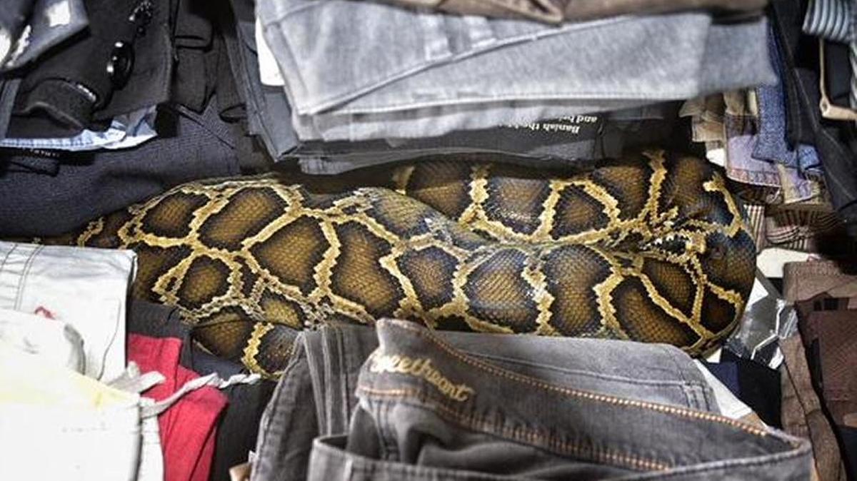 
Miami-Dade Fire Rescue’s Venom One Unit removed a nearly eight-foot long Burmese python from a Homestead flea market clothing booth.
