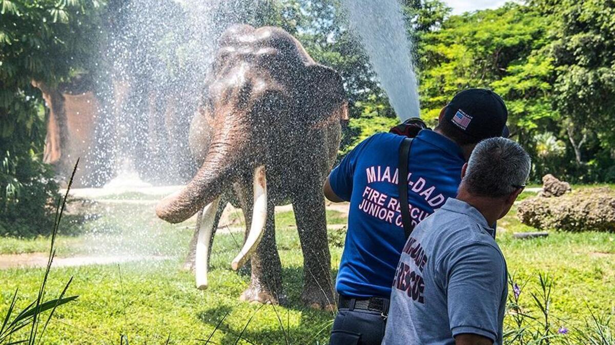 Miami-Dade Fire Rescue crews shower Dalip, a 51-year-old Asian elephant, at Zoo Miami August 13, 2017, as part of the zoo’s World Elephant Day celebrations.