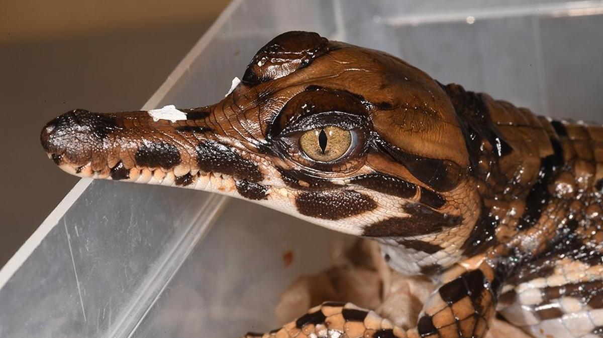 A false gavial, a rare type of crocodile from Indonesia and Malaysia, hatched on Sept. 1 at Zoo Miami.