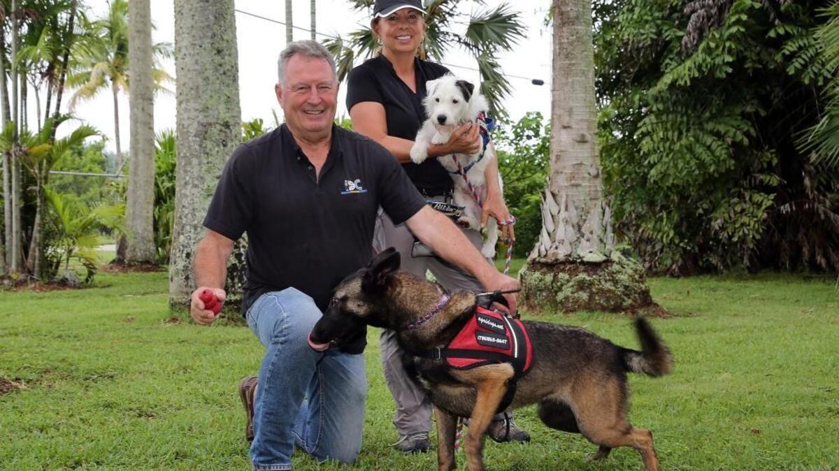 John Mills, owner of Innovative Detection Concepts, and trainer Lourdes Edlin of Action Pack Performing Dogs, use their dogs Cobra, front, and Vinnie to sniff out the laurel wilt fungus and locate infected avocado trees. The dogs were being trained at the University of Florida Tropical Research and Education Center in Homestead.