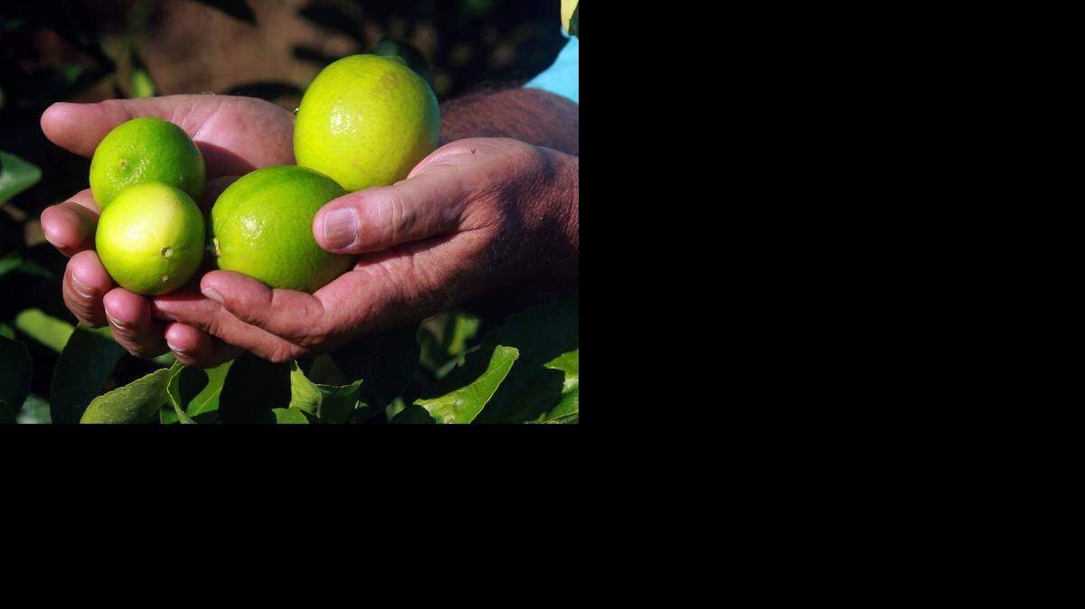 
Lime farmer: Mark Philcox, holds some limes from his 10-acre grove. He plans to plant another 25 acres next year.
