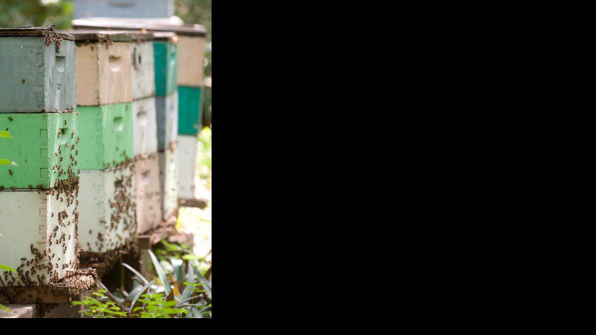 
The hives behind the Kendall home of chef Rolf Nettesheim, who uses the honey in his recipes.
