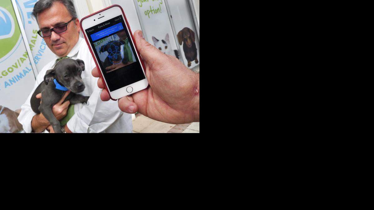 HIGH TECH PUPPY LOVE:  Alex Munoz, director at Miami-Dade Animal Services, holds Ringo, a terrier mix, as John Polimeno, founder of the app ‘Finding Rover,’ snaps the dog’s photograph.