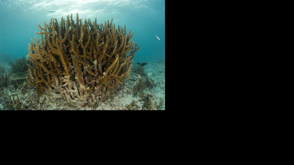 
Staghorn coral, like the colony pictured here, are among the endangered species environmentalists and state officials say is being damaged by the dredging of Government Cut.
