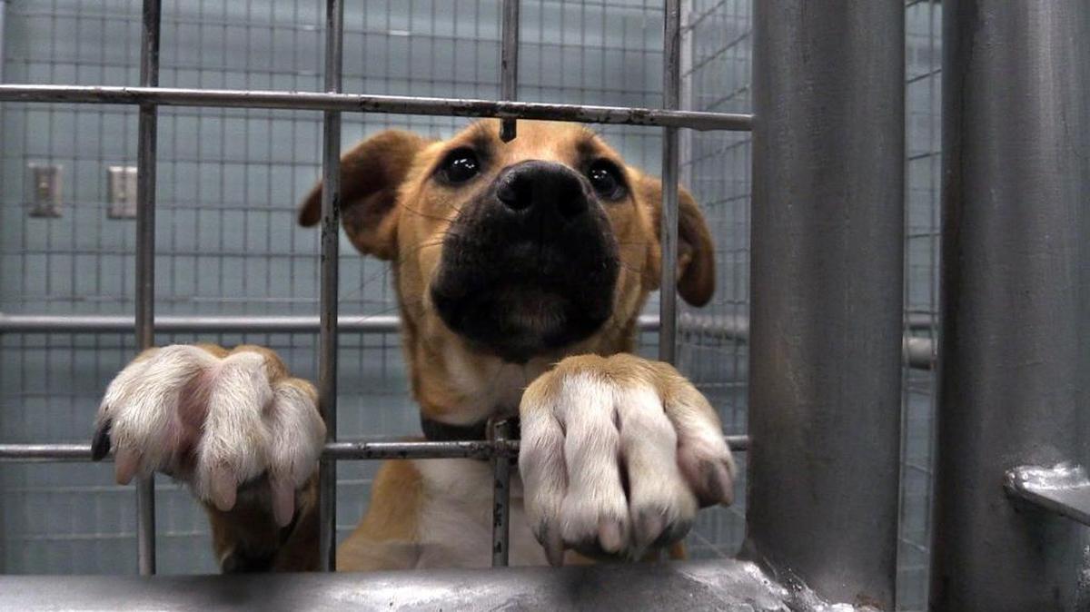 The U.S. Food and Drug Administration is warning people to avoid giving dogs bone treats because they can be deadly.