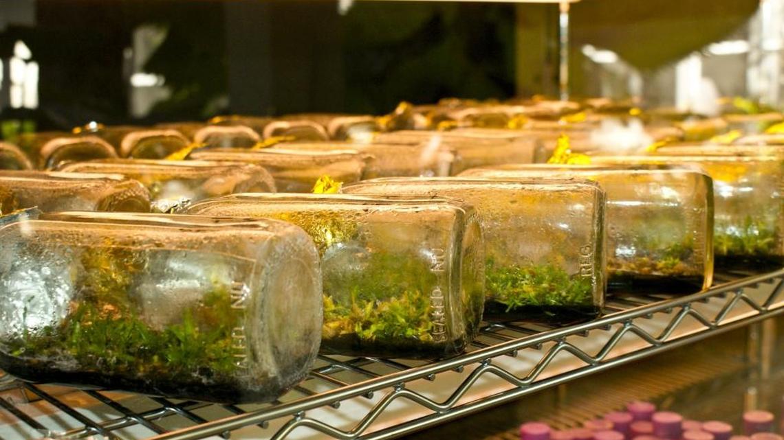 The orchid plants started out as tiny seedlings in bottles.