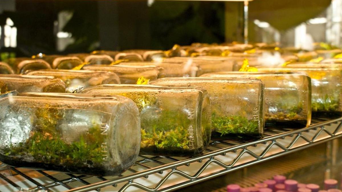 The orchid plants started out as tiny seedlings in bottles.