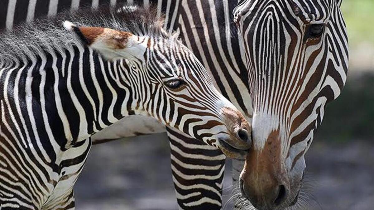 Zoo Miami’s newest Grevy’s zebra foal nuzzles with his mother, Freida, a 4-year-old zebra who came to Miami from Zoo New England. The foal is the first birth for Freida and the 17th birth at the zoo.