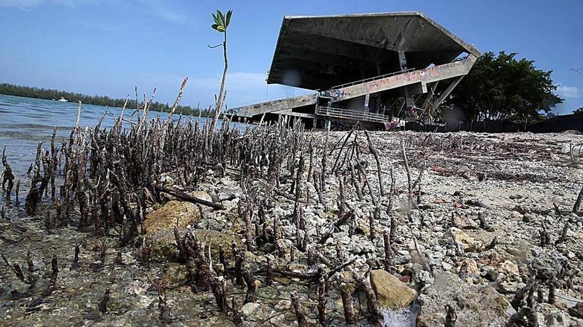 
Protected mangrove trees were cut down without a permit next to the Miami Marine Stadium by contractors hired by the City of Miami.
