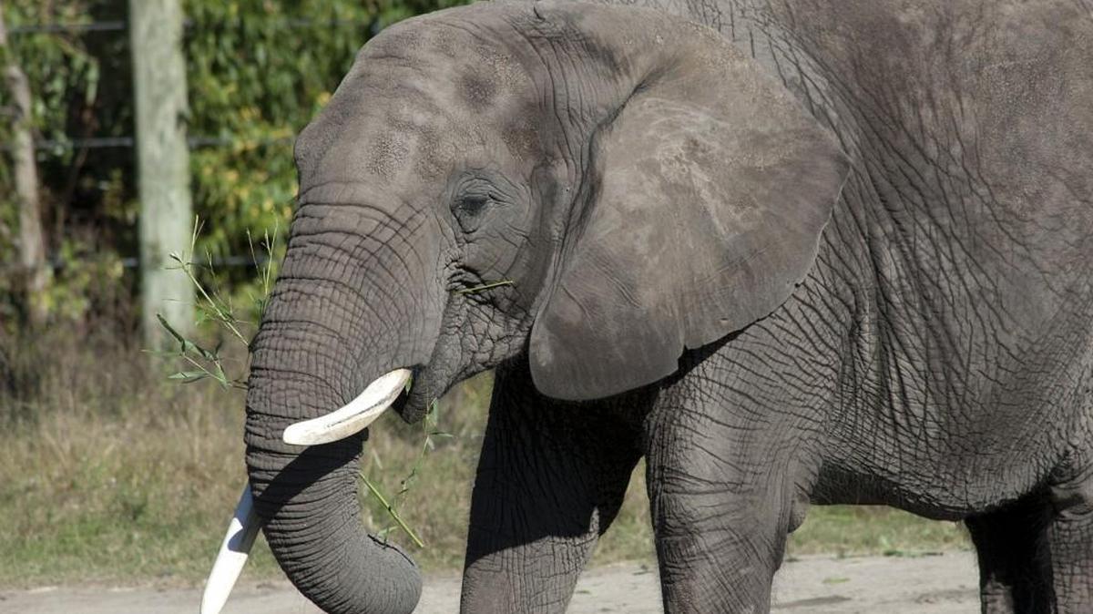 Cita, 47, will arrive Tuesday at Zoo Miami.