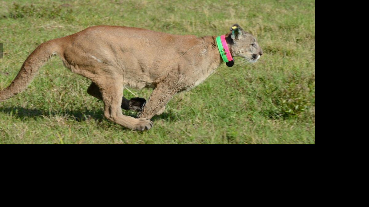 
Federal and state wildlife biologists are now tracking 26 Florida panthers wearing radio collars. The panther shot and killed in March was not wearing a collar.
