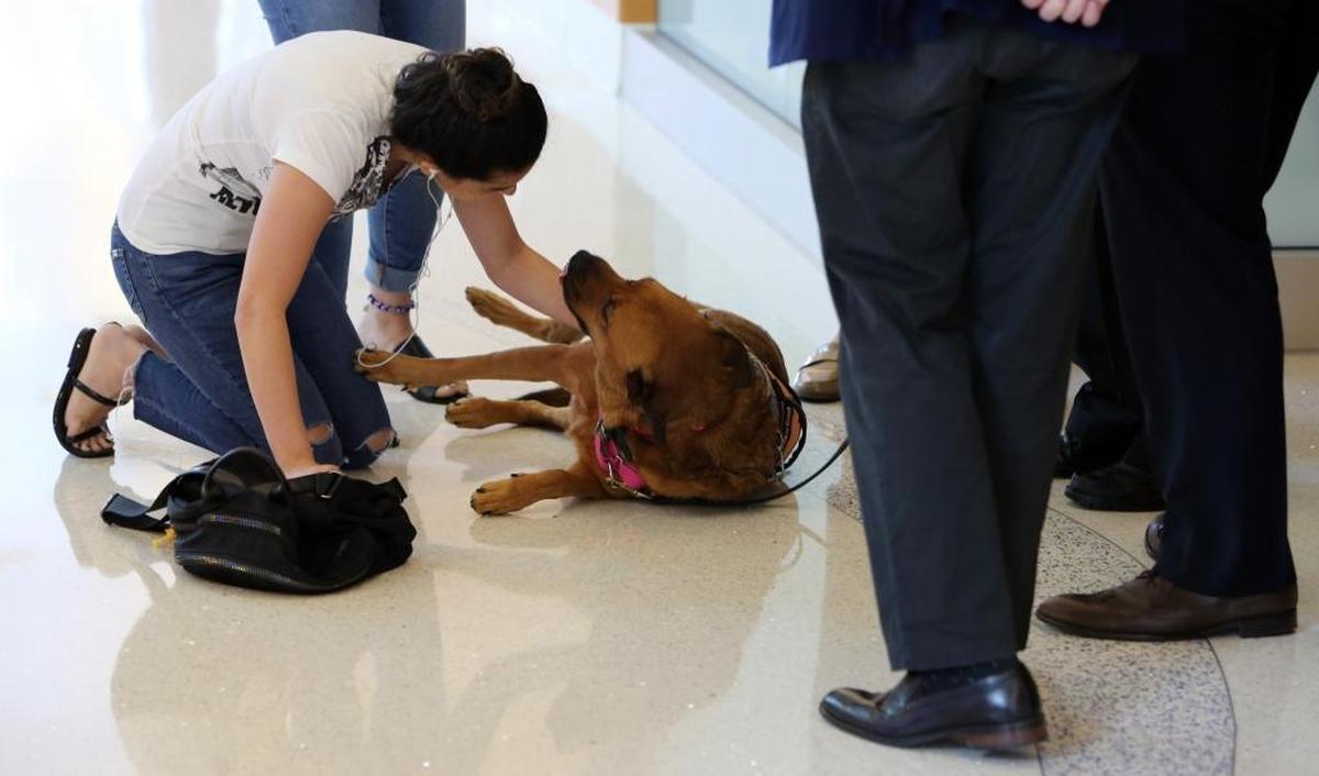 Sophia Cartaya, 18, gives some love to courthouse therapy dog, Ginger, a participant in the Paws in the Court program.