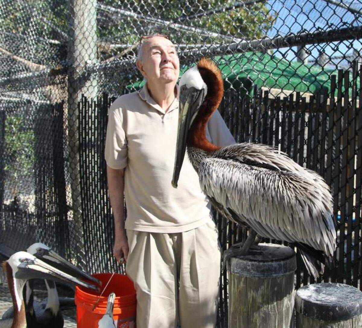 Pelican Harbor Seabird Station founder Harry Kelton celebrates the 35th year since he began the rescue organization with his wife in 1980. The rescue center had plans for expanding and increasing its presence with new infrastructure and activities for the public.