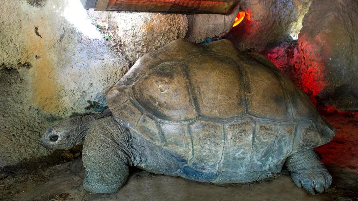 A Giant Aldabra tortoise photographed in a heated pen on Thursday, Jan. 4, 2018, at Zoo Miami during a cold spell in South Florida. The animal is from the Seychelles Islands off of the coast of Africa and weighs over 400 pounds. Zoo spokesman Ron Magill, who took the photo, writes: “Yes, in addition to the radiant heater and heat lamps, the floor is heated also!”
