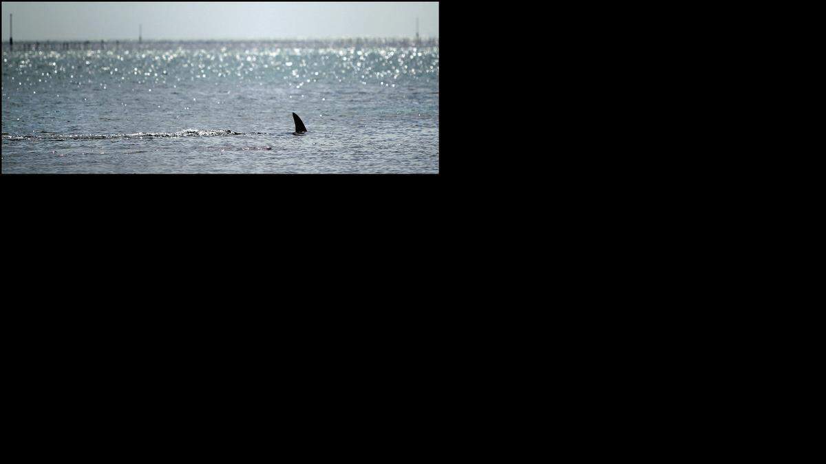 
A hammerhead shark swims off Hobie beach near the Rickenbacker Causeway in February 2012.
