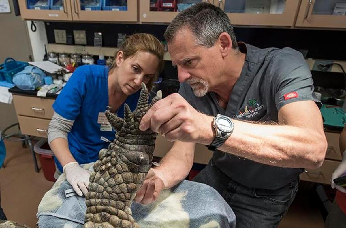 Dr. Doug Mader (right) reveals the site of injury on a 396-pound reptile at Zoo Miami.