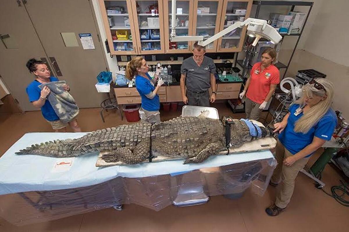 Zoo Miami staff and vets treat a nearly 10-foot-long Orinoco crocodile at the zoo’s hospital after it was bitten on the left wrist by, probably, another croc.