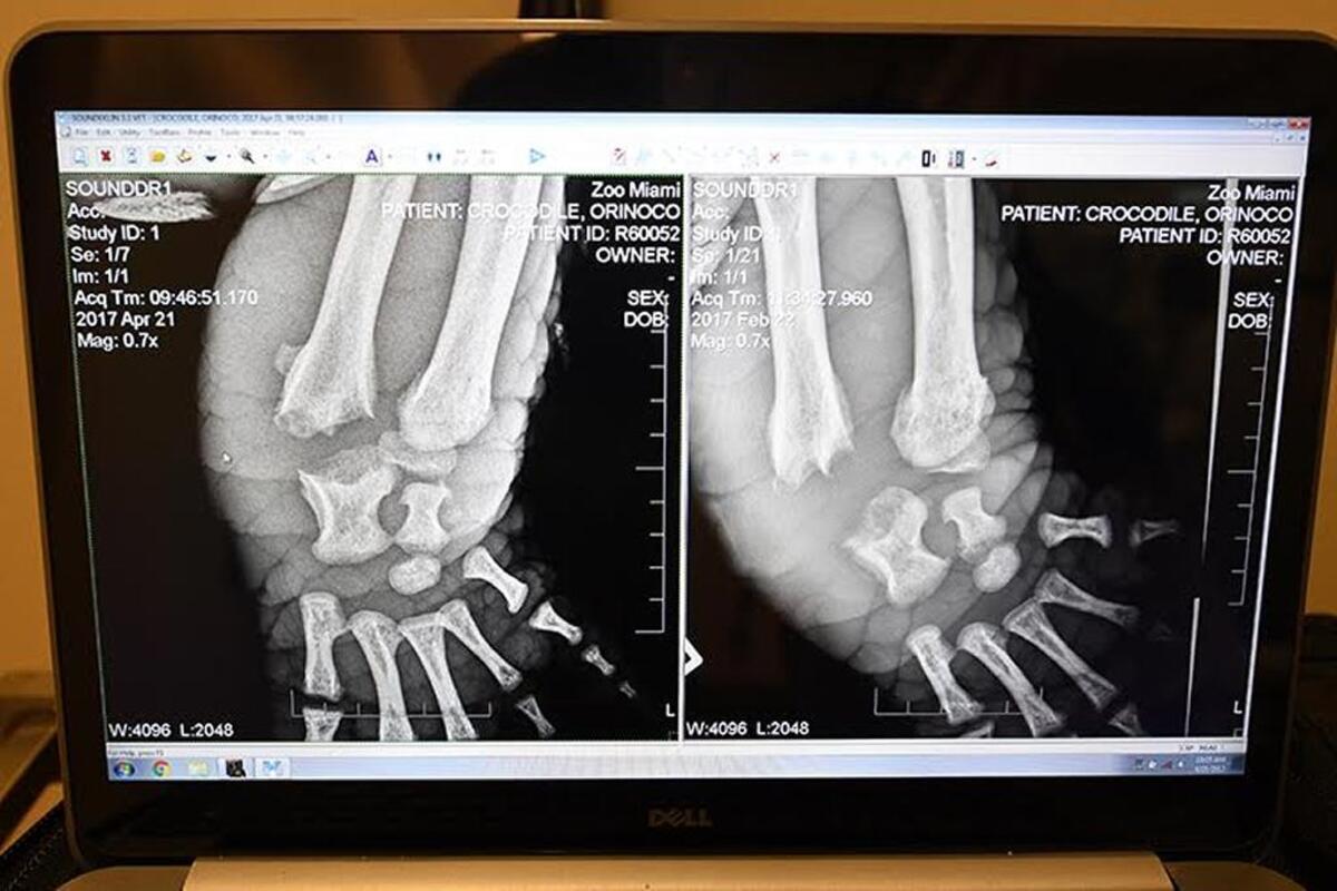 An x-ray of the injured left front wrist of a 13-year-old male Orinoco crocodile that was possibly injured by a fellow croc at Zoo Miami. The wound was debrided and medicated and treated by zoo staff and veterinarians.