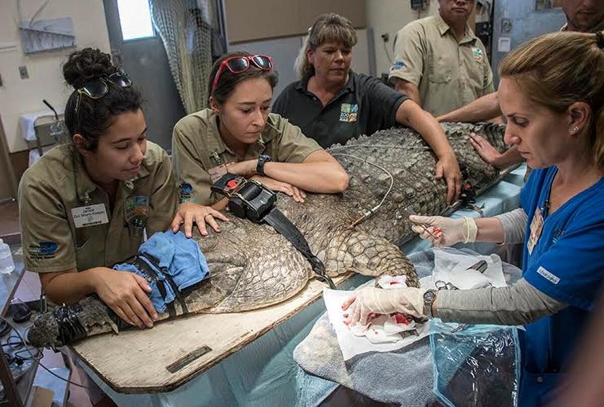 Veterinarians and zoo staff surgically treat and remove infected material and medicate the wound on the left wrist of a 396-pound, 13-year-old male Orinoco crocodile at Zoo Miami’s hospital on April 21, 2017.