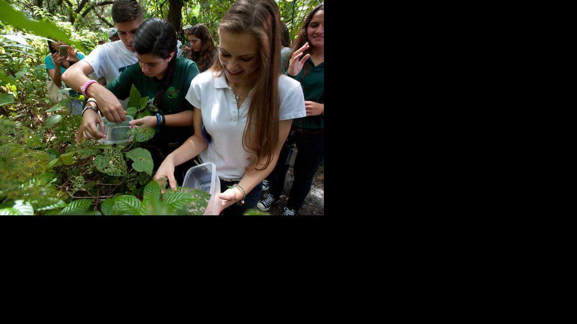 
Gabriel Caceres, Nickole  Esquivel, middle, and Micaela Di Vico, all 16-year-old juniors at TerraEnvironmental Institute, release Lili beetles along one of the nature trails in Kendall Indian Hammock Park, Friday, Oct. 10, 2014, in Kendall. Students at the school raised and released the beetles as part of an ongoing project to combat the spread of invasive air-potato vines at the park.
