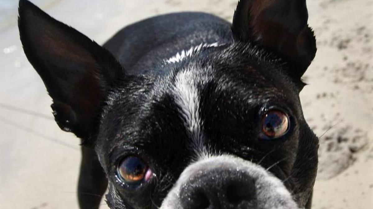 Meeka, a Boston Terrier, is curious during his first visit to Key Biscayne’s popular Dog Beach in 2011. On Thursday, May 5, 2016, the health department issued a “no swimming” after water samples showed high levels of enterococci, a fecal bacteria known to cause illness.