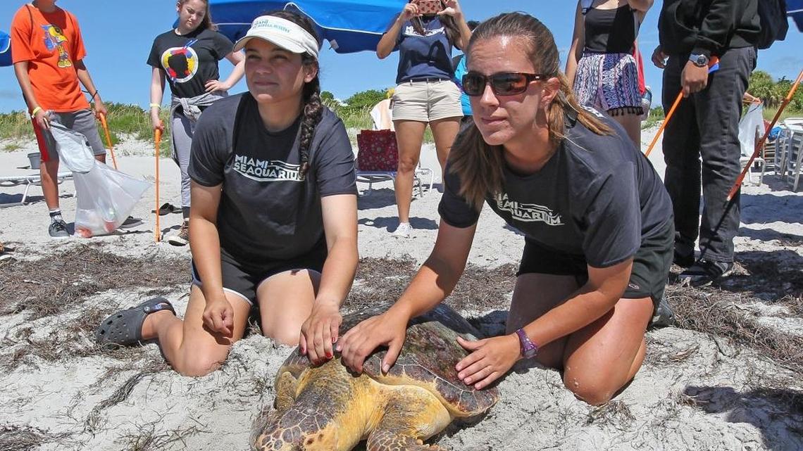 Winnie the loggerhead turtle is set for release Tuesday at Bill Baggs Cape Florida State Park in Key Biscayne by Miami Seaquarium care team employees after the turtle was rescued and rehabilitated.