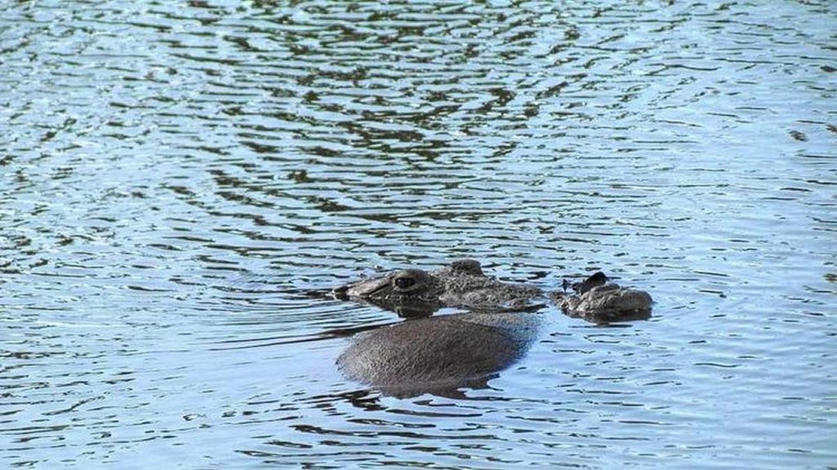 A crocodile that snatched a dog near Key Biscayne is seen in the water Saturday.
