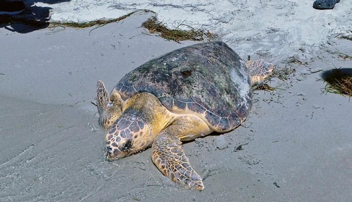 Winnie the loggerhead turtle is released at Bill Baggs Cape Florida State Park in Key Biscayne by Miami Seaquarium care team employees after the turtle was rescued and rehabilitated.