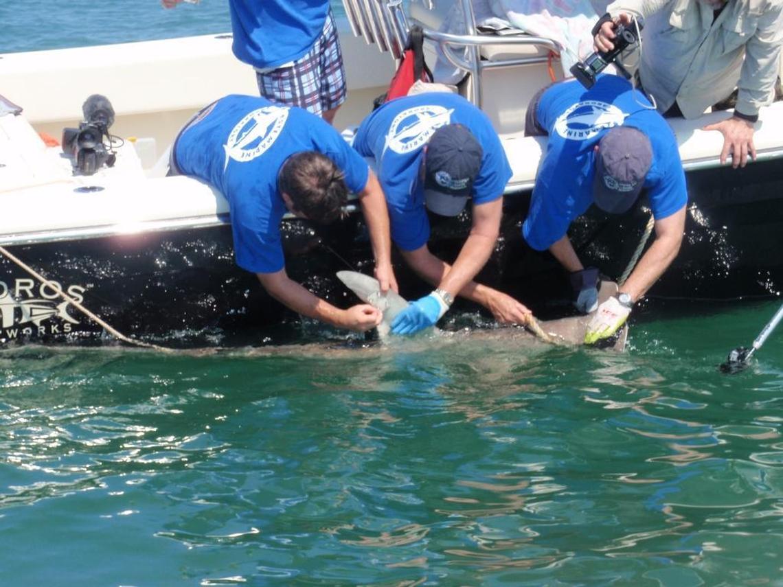 A 7-foot female hammerhead shark with a satellite tracking tag sticking up from the dorsal fin. The shark was caught, tagged and released in Tampa Bay in 2010.