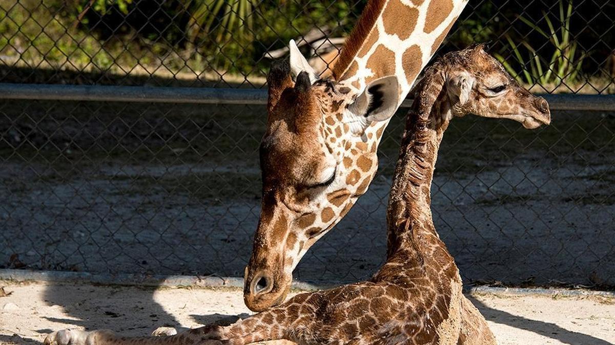 On Wednesday, March 28, 2018, Zoo Miami welcomed the birth of the South Florida zoo’s 52nd giraffe. The newborn’s parents are Sabra and Titan. The sex hasn’t been determined.