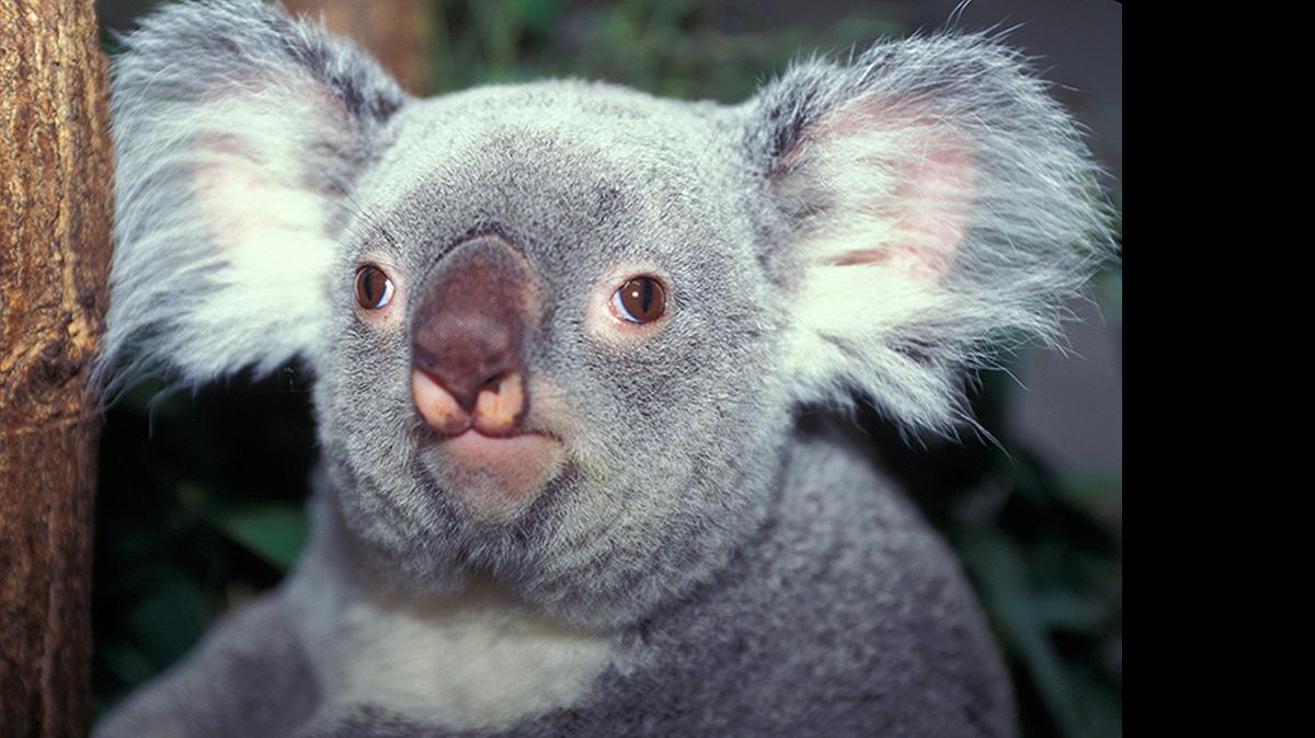 
Zoo Miami’s koala, Danda-Loo, was euthanized Saturday, May 30, 2015, following a consistent decline in her health. At nearly 20 years of age, Danda-Loo was the oldest koala in North America and Europe.


