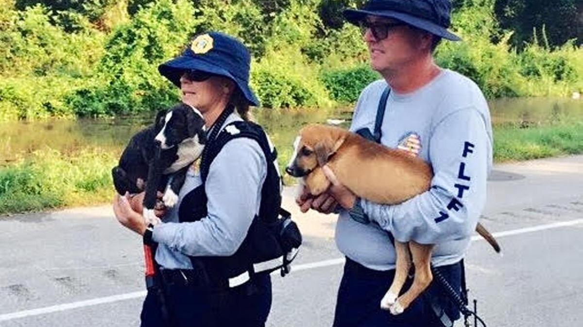 Miami-Dade firefighters deployed to Texas to help with rescue efforts in the aftermath of Hurricane Harvey rescued two dogs.