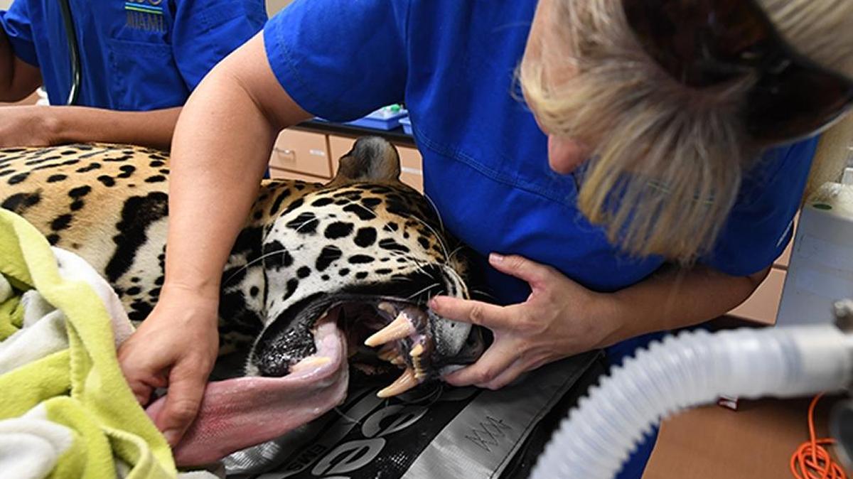 Adonia, Miami Zoo’s 7-year-old jaguar, gets a full physical Tuesday from Miami Chief Veterinarian Dr. Gwen Myers and veterinary specialist Dr. Woody Hayes.