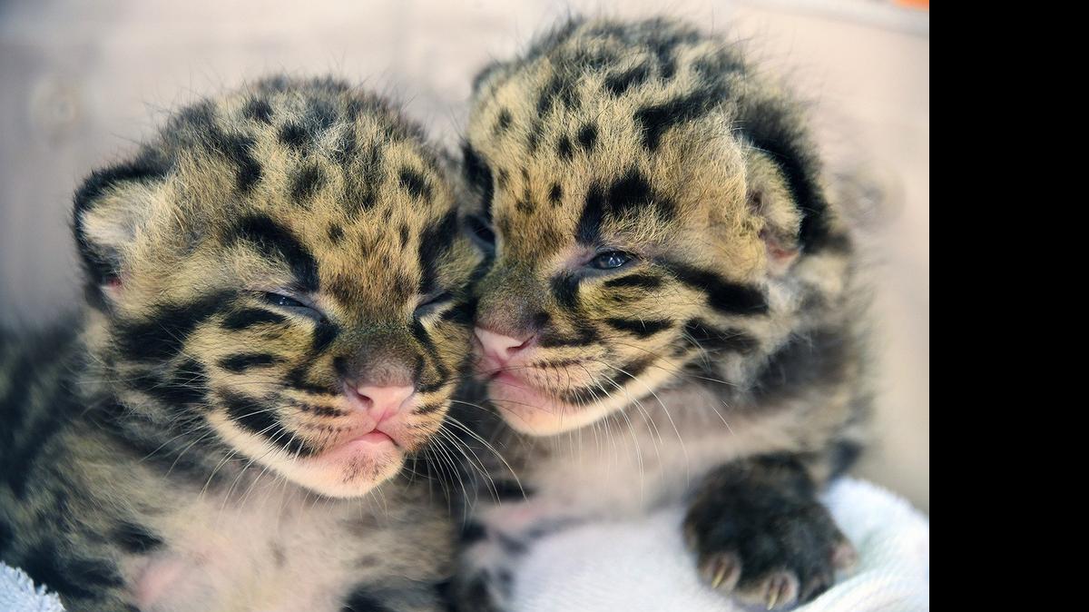 
Zoo Miami has a new director, the park announced late Friday. This photo shows two clouded leopard kittens, born in March at the zoo.
