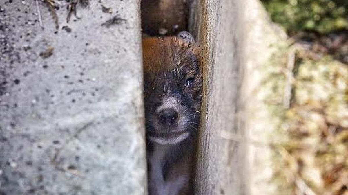 
A puppy, wedged between concrete polls in a Redland park, was freed by Miami-Dade firefighters Tuesday morning.
