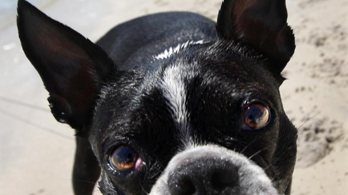 Meeka, a Boston Terrier, is curious during his first visit to Key Biscayne’s popular Dog Beach in 2011. On Thursday, May 5, 2016, the health department issued a “no swimming” after water samples showed high levels of enterococci, a fecal bacteria known to cause illness.